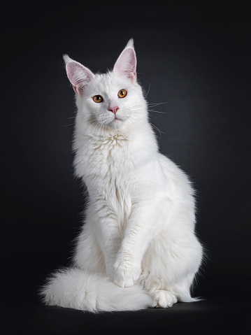 Majestic young adult solid white Maine Coon cat, sitting up facing front. Nice muzzle and big ears. Looking beside camera with golden eyes and one paw elegant lifted up. Isolated on a black background.