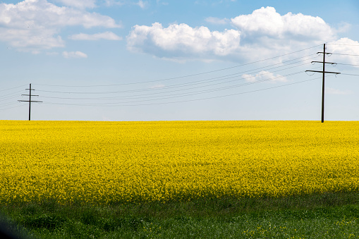 Agricultural field with flowering bright yellow rapeseed or oilseed rape (family of Brassicaceae) cultivated for its oil-rich seed, which contains erucic acid; power lines hanging over field