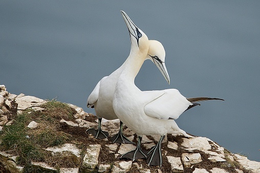 Gannet birds touching necks