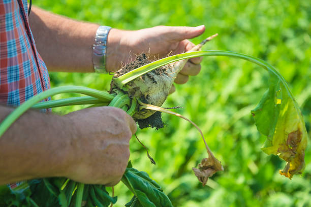 istock Men's hands taking the sugar beet close up 1556051152