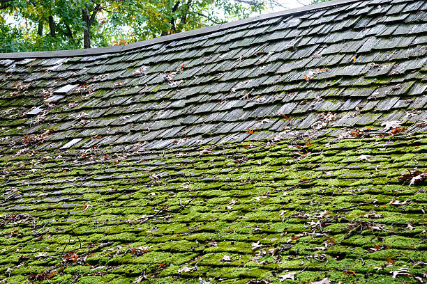 istock Sagging wood shake roof partially covered with moss. 155605130