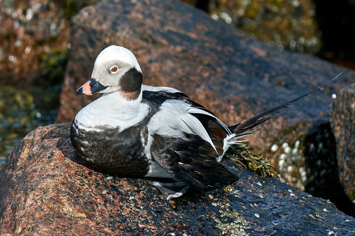 The long-tailed duck (Clangula hyemalis), formerly known as the oldsquaw, is a medium-sized sea duck that breeds in the tundra and taiga regions of the arctic and winters along the northern coastlines of the Atlantic and Pacific Oceans. It is the only member of the genus Clangula.