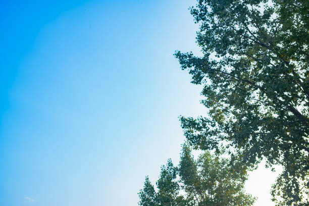 istock Trees in Lakeshore in Etobicoke, Ontario, Canada 1556060745
