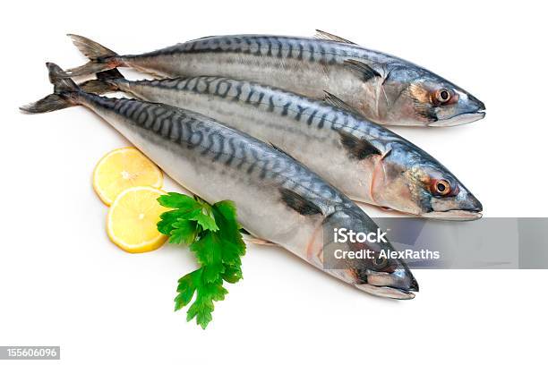 Mackerel Fish Stock Photo - Download Image Now - Animal, Catch of Fish, Fish