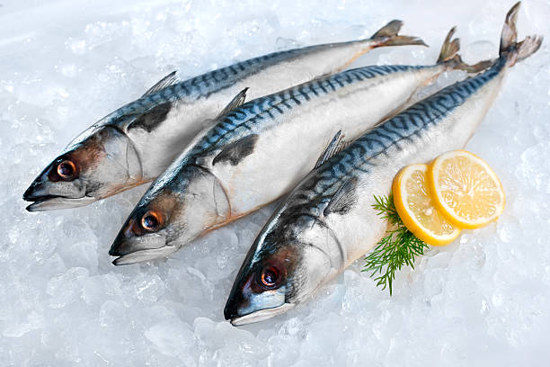 Mackerel fish on ice Fresh mackerel fish (Scomber scrombrus) on ice catch of fish photos stock pictures, royalty-free photos & images