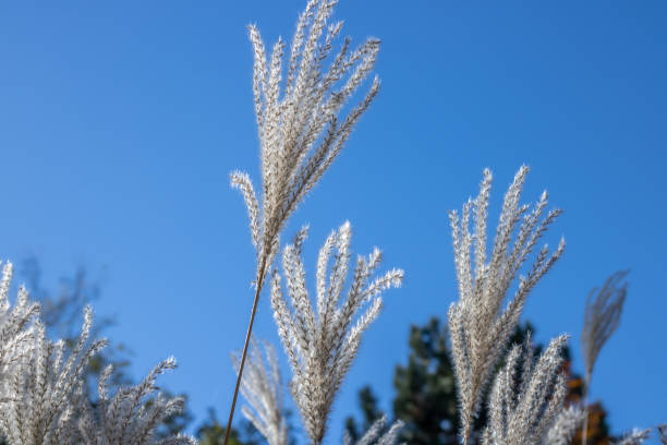 istock White pampas grass in autumn botanical garden. 1556066637