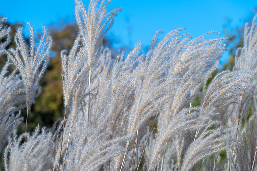 White pampas grass in autumn botanical garden. Spikelets of сortaderia selloana growing in park. Fluffy panicles used to flower arrangements and landscape design. Herbaceous plant species of cereals.