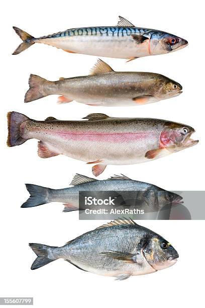 Foto de Coleção De Peixes e mais fotos de stock de Figura para recortar - Figura para recortar, Salmão - Animal, Cavalinha - Peixe de água salgada