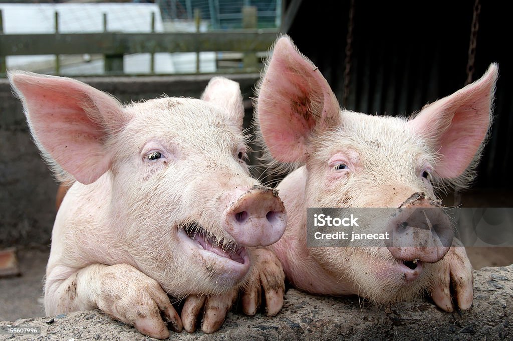 Chatting pigs Funny dirty looking pigs who have climbed up on side of pigsty to have a conversation with viewer Humor Stock Photo