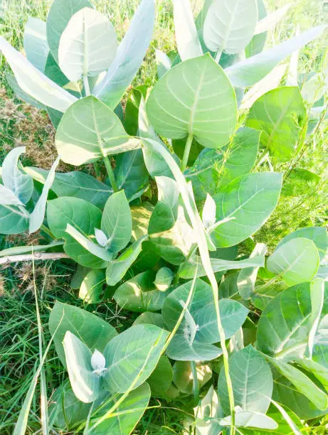 Photo of Big green leaf