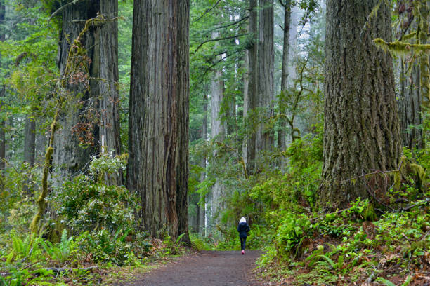 istock Lone hiker among the giant Redwoods 1556109505