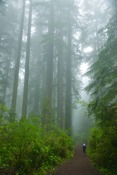 거대한 레드우드 사이의 고독한 등산객 - forest spooky sequoia woods 뉴스 사진 이미지