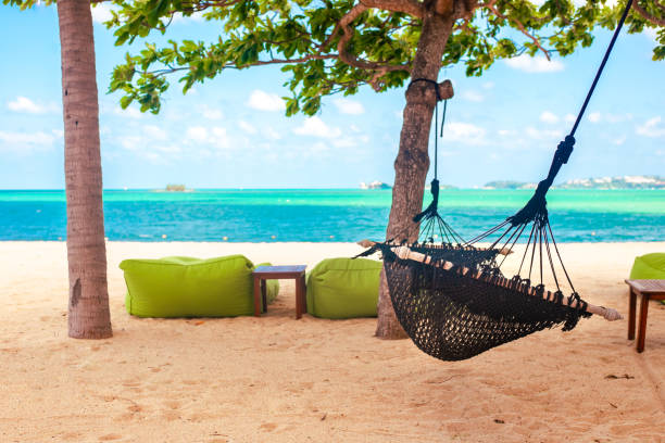 istock Wicker Hammock stretched on two palm trees on the seashore with a sandy beach. Tropical seascape 1556118040