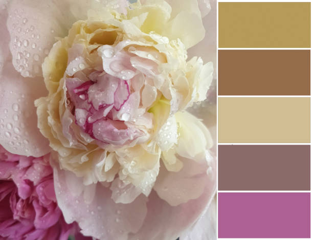 istock Beautiful flowers, color swatch 1556119282