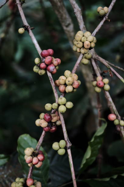 istock A Bunch Of Coffee Berries 1556119815