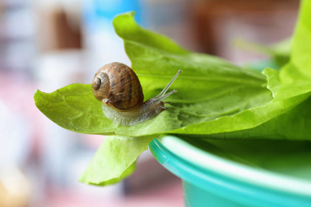 istock small snail on a green salad leaf in a kitchen 1556119855