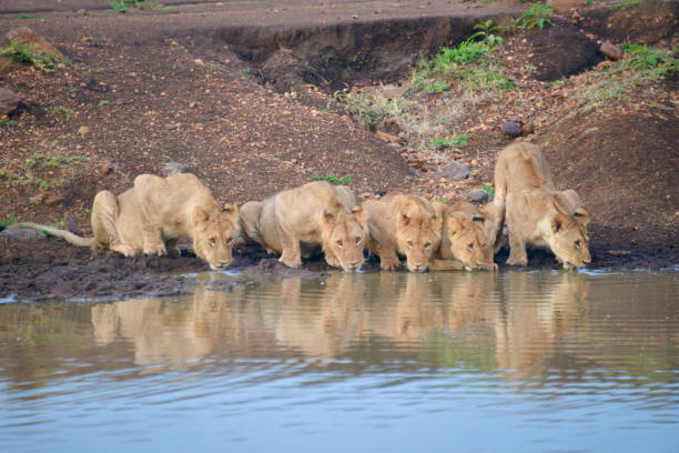 istock Lions in Maasai Mara 1556133393