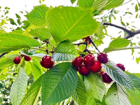 Red ripe cherry among green leaves on a tree in summer time. Juicy cherry berries are ready to be picked in the garden. Fruits with a high content of vitamin C and antioxidants. Fresh organic berries on the tree.