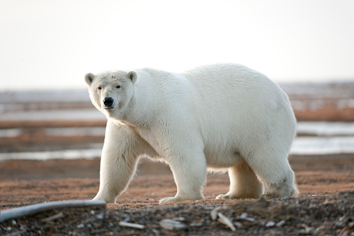 Sow Polar Bear photo