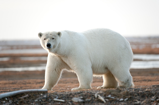 Close up of young cub polar bear (Ursus maritimus) seen in Churchill, Manitoba during fall with large predator looking directly at camera in close up face, head shot of mammal.