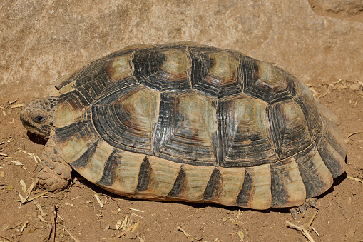Close-up a rare Desert Tortoise