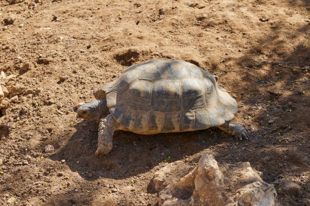 istock Close-up a rare Desert Tortoise 1556139179