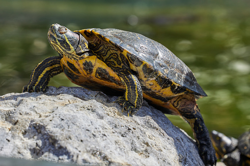 A red-eared slider turtle basking in the sun on a stone