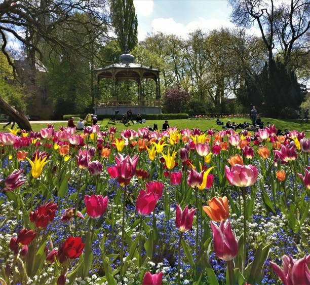 fleurs de tulipes en pleine floraison au printemps à bruges, belgique - belgium bruges windmill europe photos et images de collection