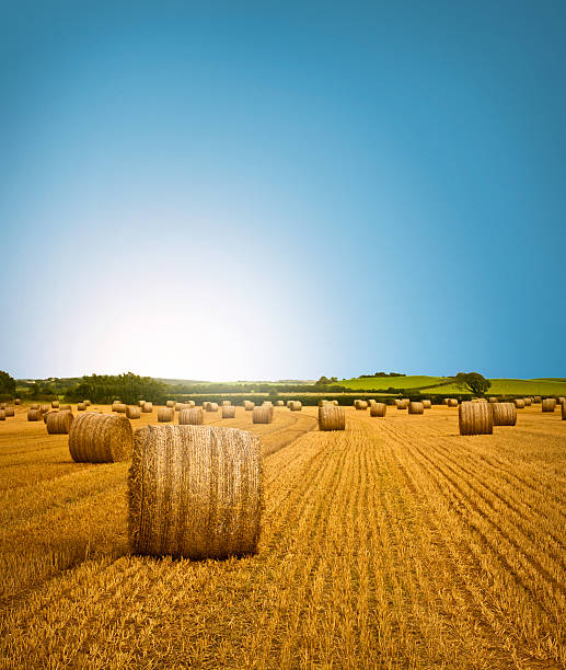 land hay bale landschaft - heuballen stock-fotos und bilder