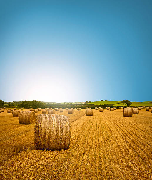 Country Side Hay Bale Scenery Vibrant, Summer/Autumnal scene of freshly cropped, farm land hay bales, accompanied by an empowering sunrise. Beautifully saturated, accent colors. bale photos stock pictures, royalty-free photos & images