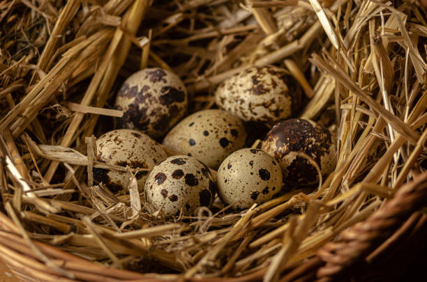 istock Quail eggs in a nest made of hay and wicker baskets. 1556158509