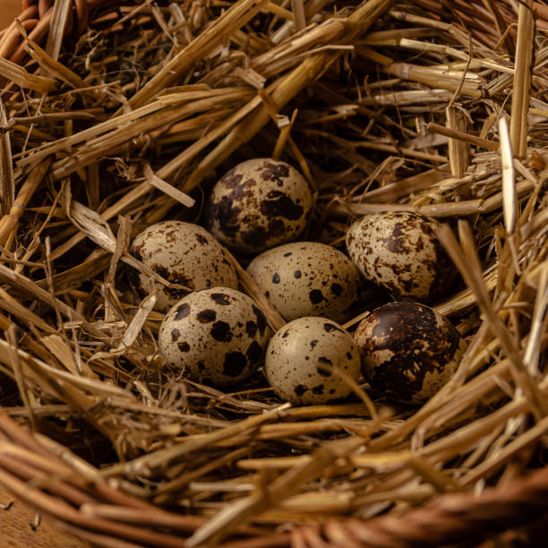 istock Quail eggs in a nest made of hay and wicker baskets. 1556158538