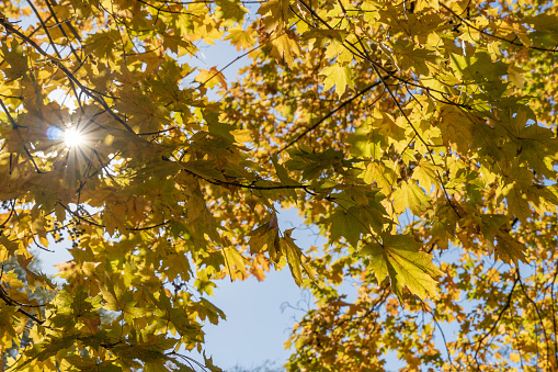 Beautiful branchs of maple tree with yellow bright leaves in blue sky background. Early autumn time. Lush gold foliage by soft sunlight. Orange nature background. Warm weather in sunny day.