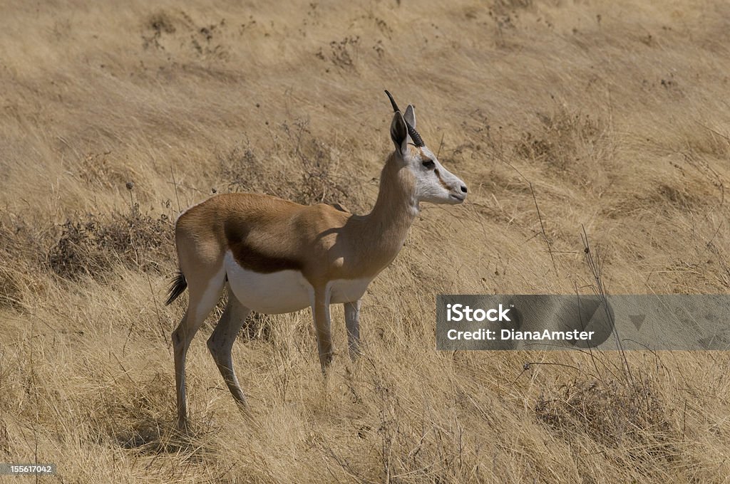 Springbok Back Ridge Springbok Stock Photo - Download Image Now - Africa, Animal, Animal ...