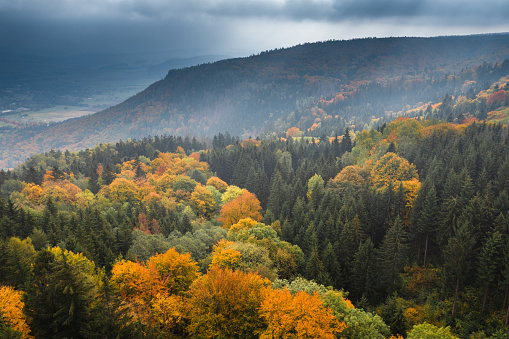 Stunning autumn landscape in mountains, showcasing lush forest with vibrant trees in shades of yellow, orange, and red.Autumn landscape in mountains with lush forest and cloud-covered mountain range