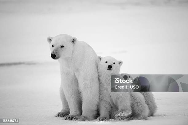Polar Siebär Mit Cubs Stockfoto und mehr Bilder von Baby - Baby, Arktis, Bär