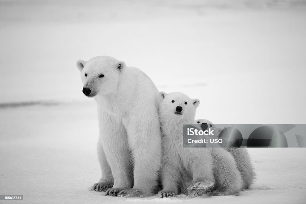 Полярный она-медведь с cubs. - Стоковые фото Младенец роялти-фри