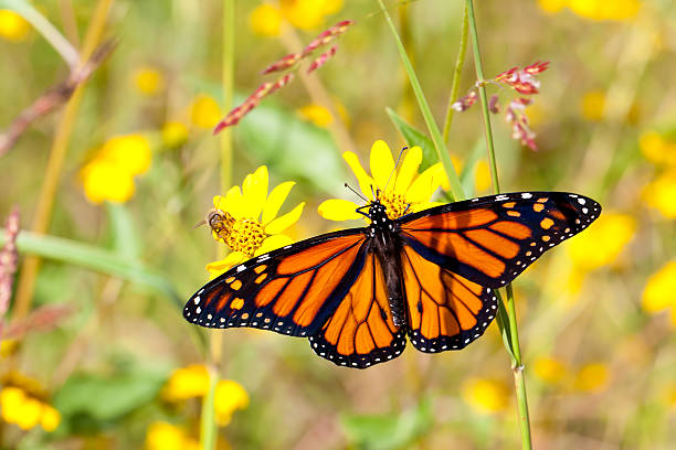 istock Butterfly on yellow flower 155618910