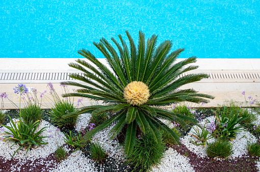 A tropical flowering palm tree