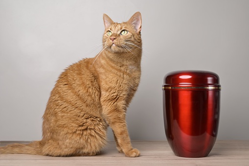 In remembrance of a pet. red cat beside an urn looking above.