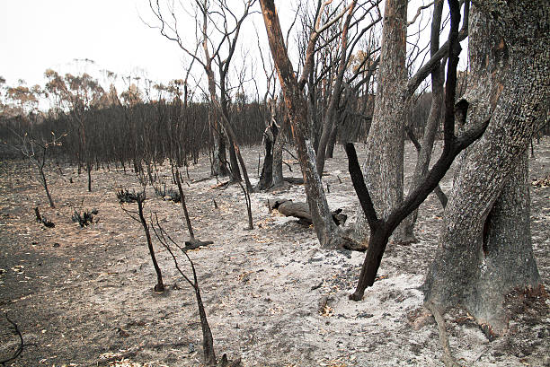 istock Charred remains of trees after a bushfire 155620524