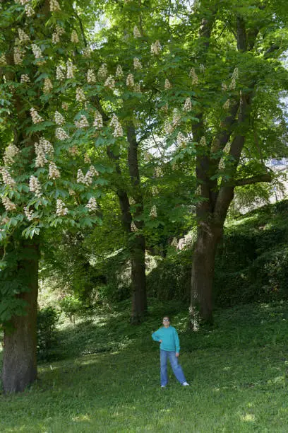 Girl in the middle of giant flowering chestnut trees in the spring on a grassy slope in the park