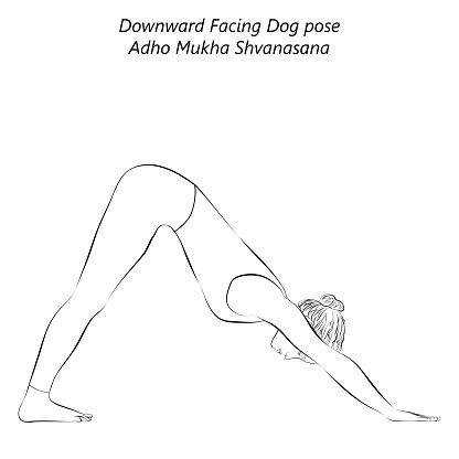 Sketch of young woman practicing yoga, doing Downward Facing Dog pose. Adho Mukha Shvanasana. Arm Leg Support and Forward Bend.  Beginner.  Isolated vector illustration.