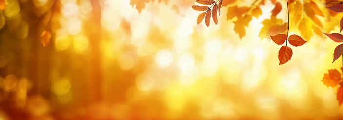 Beautiful orange and golden autumn leaves against a blurry park in sunlight with beautiful bokeh. Natural autumn background. Wide panorama format