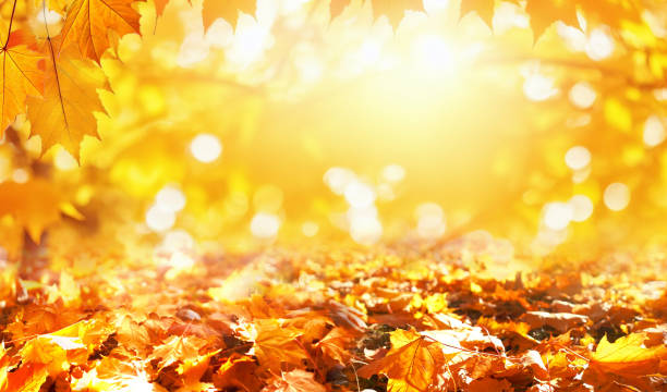 warm, bright background image with an autumn theme. - autumn stockfoto's en -beelden