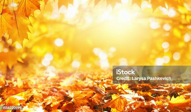 Warm Bright Background Image With An Autumn Theme Stock Photo - Download Image Now