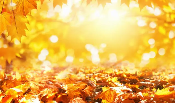 Photo of Warm, bright background image with an autumn theme.