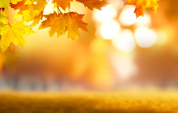 istock Blurred background image with maple leaves in the foreground. 1556221118