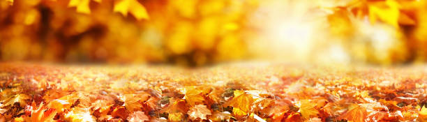 The original ultra-wide background image with an autumn theme.