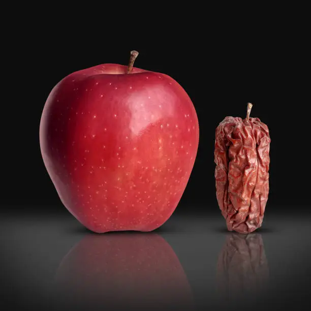 Old and young or aging process as a new fresh ripe red apple and an older wrinkled rotten fruit as a metaphor for age.
